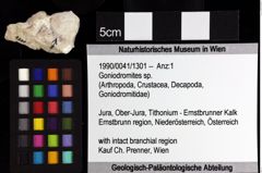 Foto (Objket + Etiketten) von Goniodromites sp. 